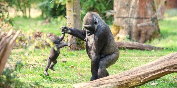 Foto: Apenheul opent seizoen met nieuwe attracties